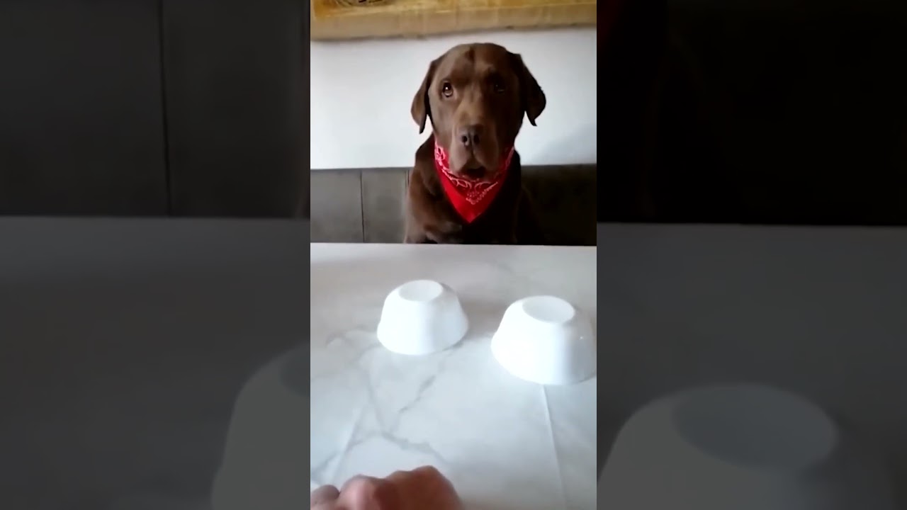 Dog Reacts To Cruel Magic Trick And Promises Revenge! Funny Voice Over!