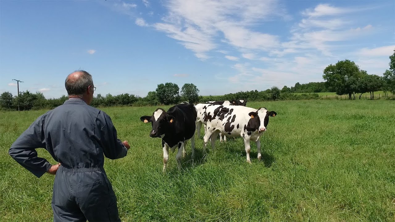 La traite des vaches racontée par Paul