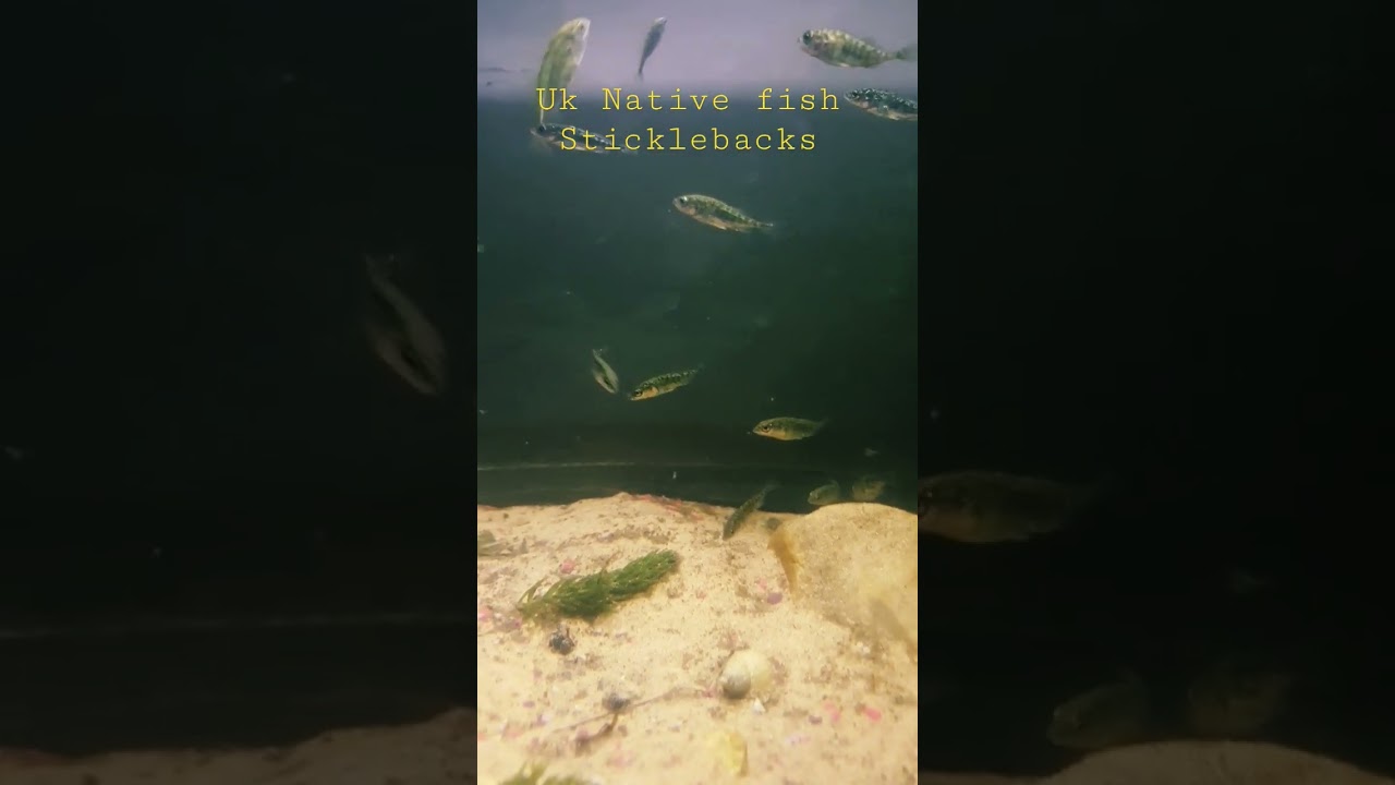 Sticklebacks, Native lovely little species....very Hardy and easy to maintain.....