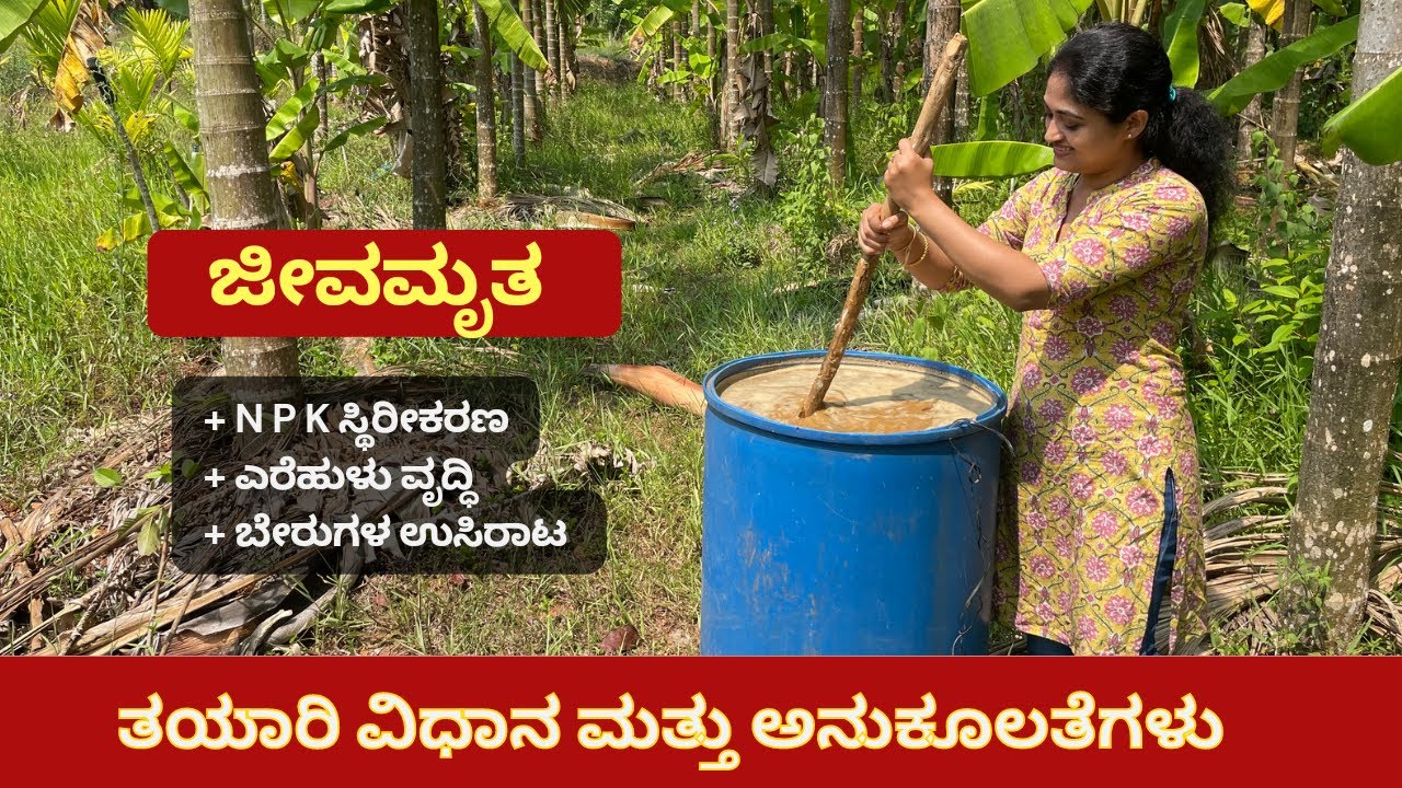 Jeevamrutha Preparation in kannda|| uses of jivamrutha || ಜೀವಾಮೃತ ತಯಾರಿ ವಿಶೇಷ ವಿಧಾನ