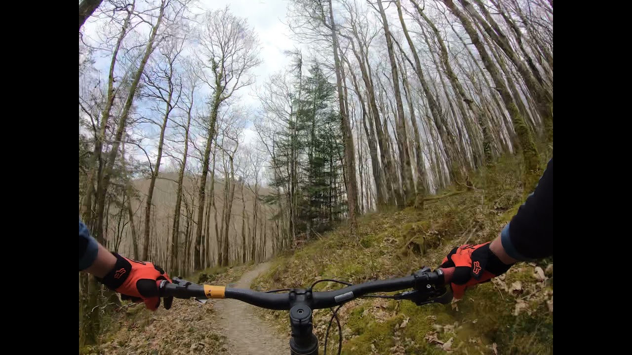 Derwen Blue Trail, Brechfa Forest