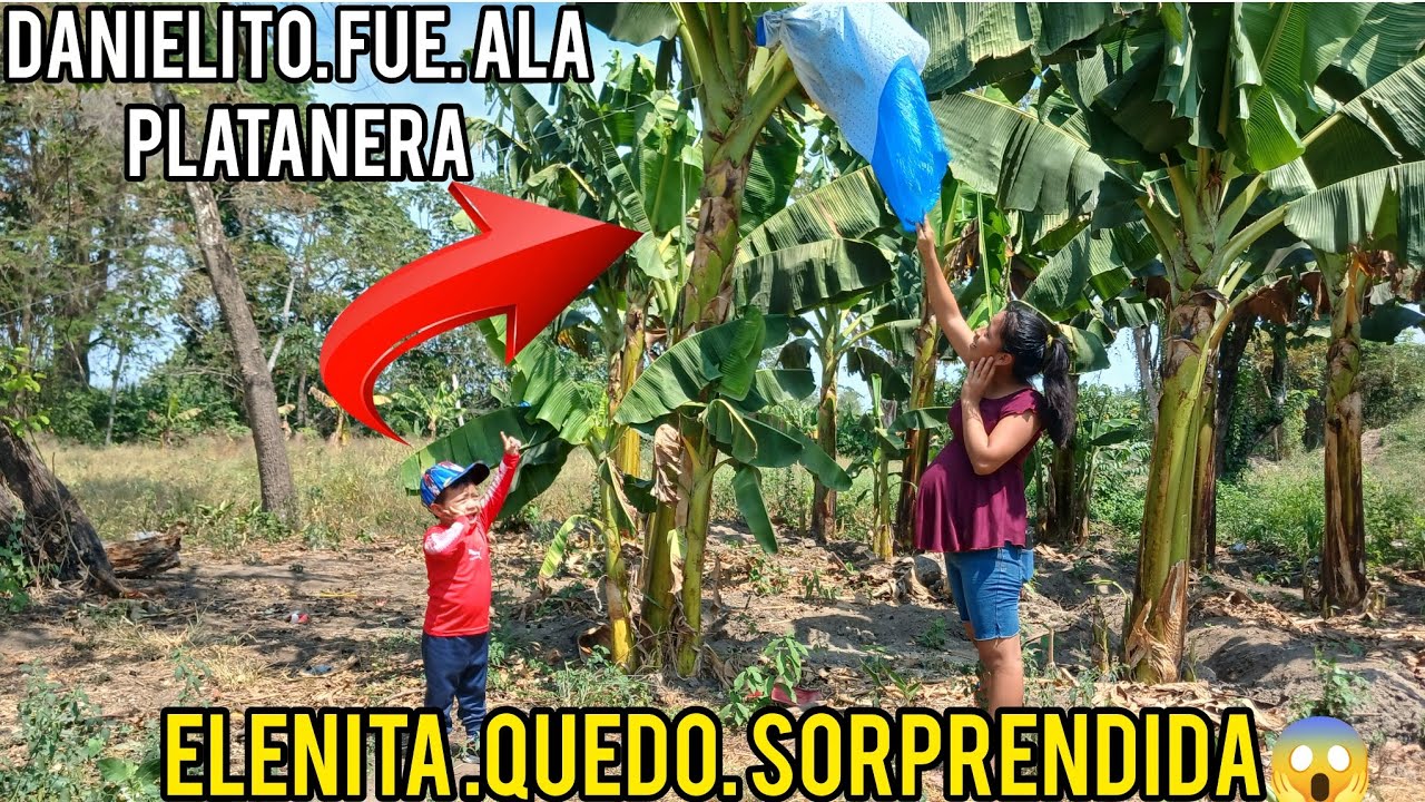 🔴Danielito Y Elenita Quedarón Sorprendidos😱Alver La Platanera Embolsado🫡