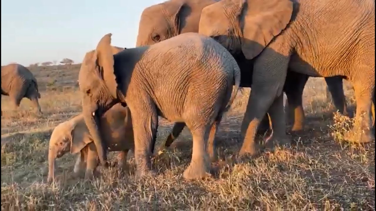Have You Ever Wondered How Elephants Walk?