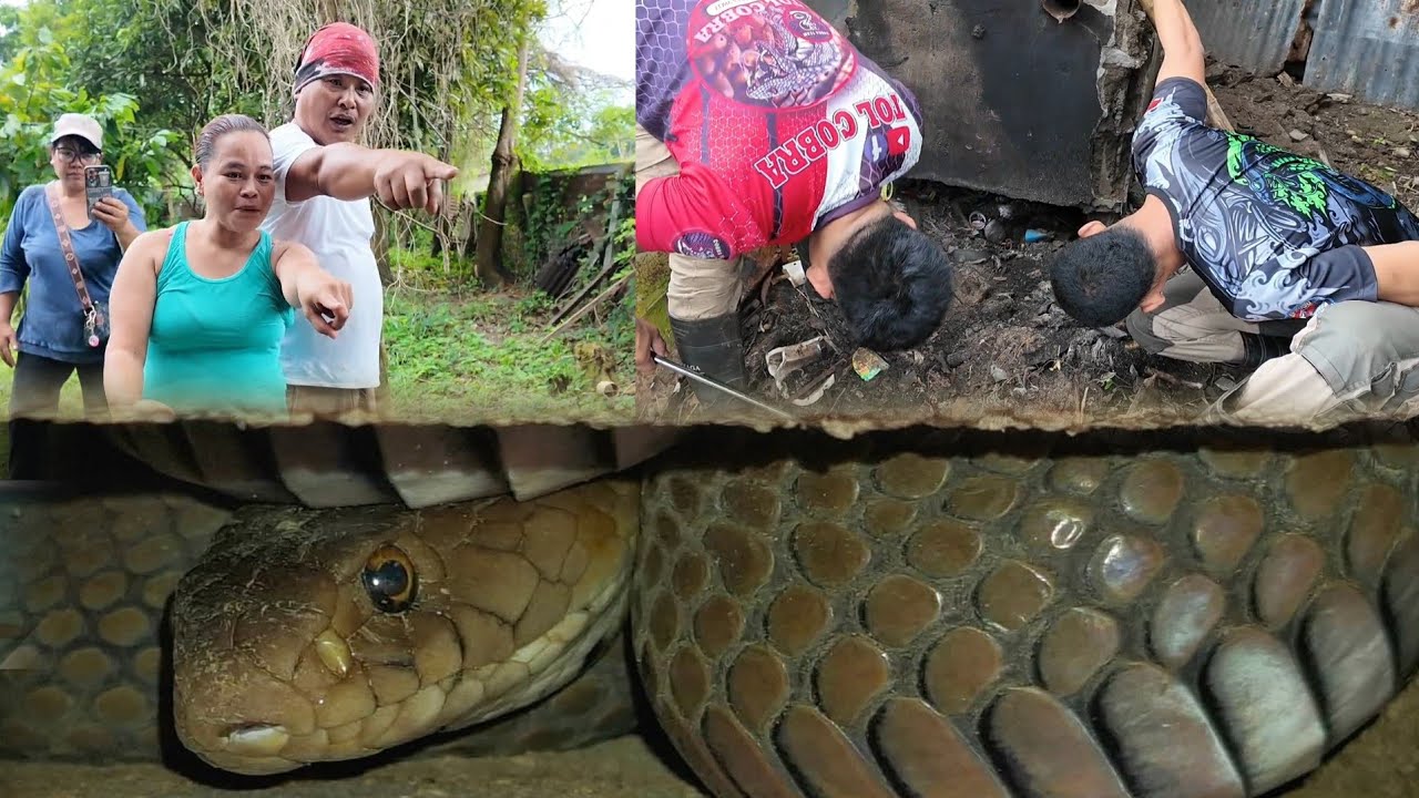 COBRA NABIHAG SA KAGANDAHAN NI ATE NAPALABAS #cobraprince