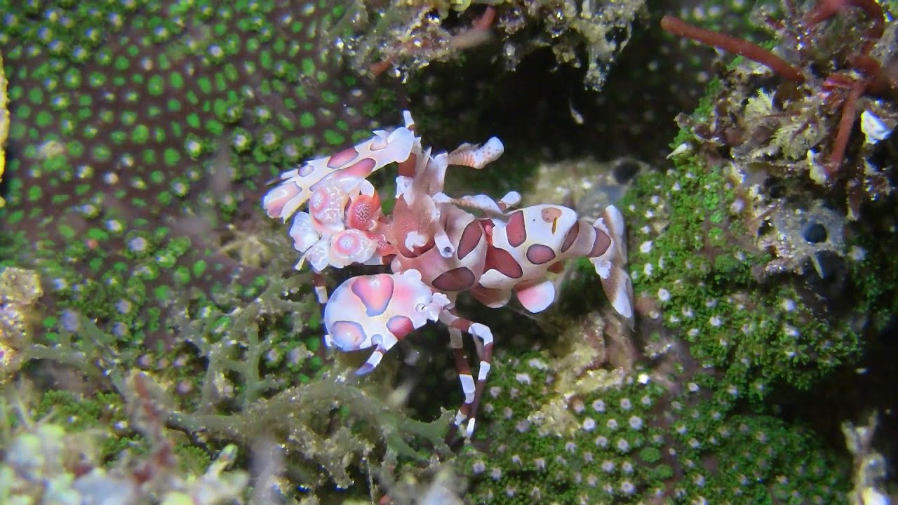 Diving Sogod Bay , Southern Leyte, Php  2019 HD 1080P