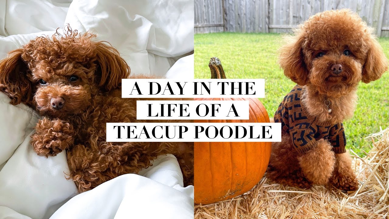 A DAY IN THE LIFE OF A TEACUP POODLE