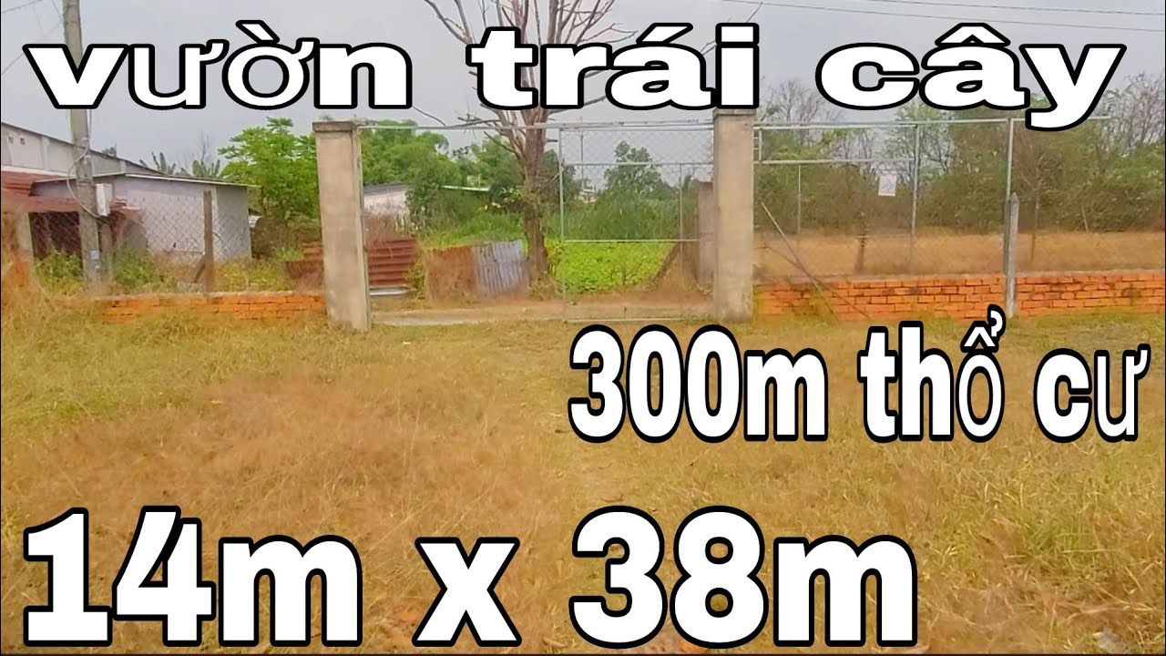 Nhà vườn trái cây Củ Chi 15 x 38 có hết thổ cư tổng 555mv kế chợ nhóm gần UBND bán 6 tỷ 200tr