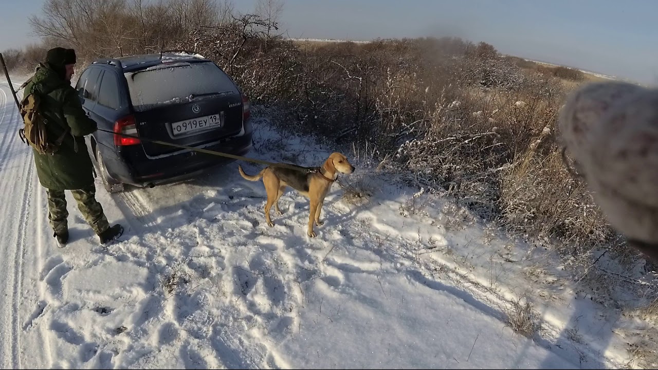 Охота на зайца с русской гончей.  Матерый хитрец и 