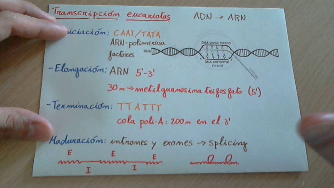 Transcripci&oacute;n del ADN en eucariotas