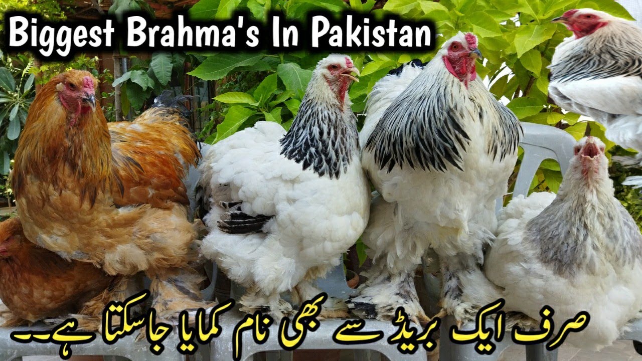 Top Quality Brahma Ringbirds Setup ||Fancy Hens Setup in karachi ||poultry Farming @b4birds785