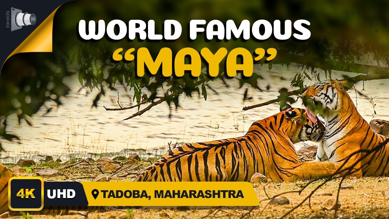 Maya Tigress - The Queen of Tadoba | Tadoba National Park | Tadoba Andhari Tiger Reserve | June 2019