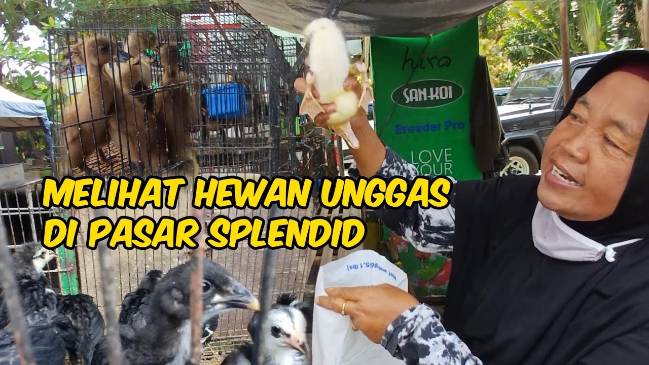 LIHAT HEWAN UNGGAS DI PASAR SPLENDID MALANG