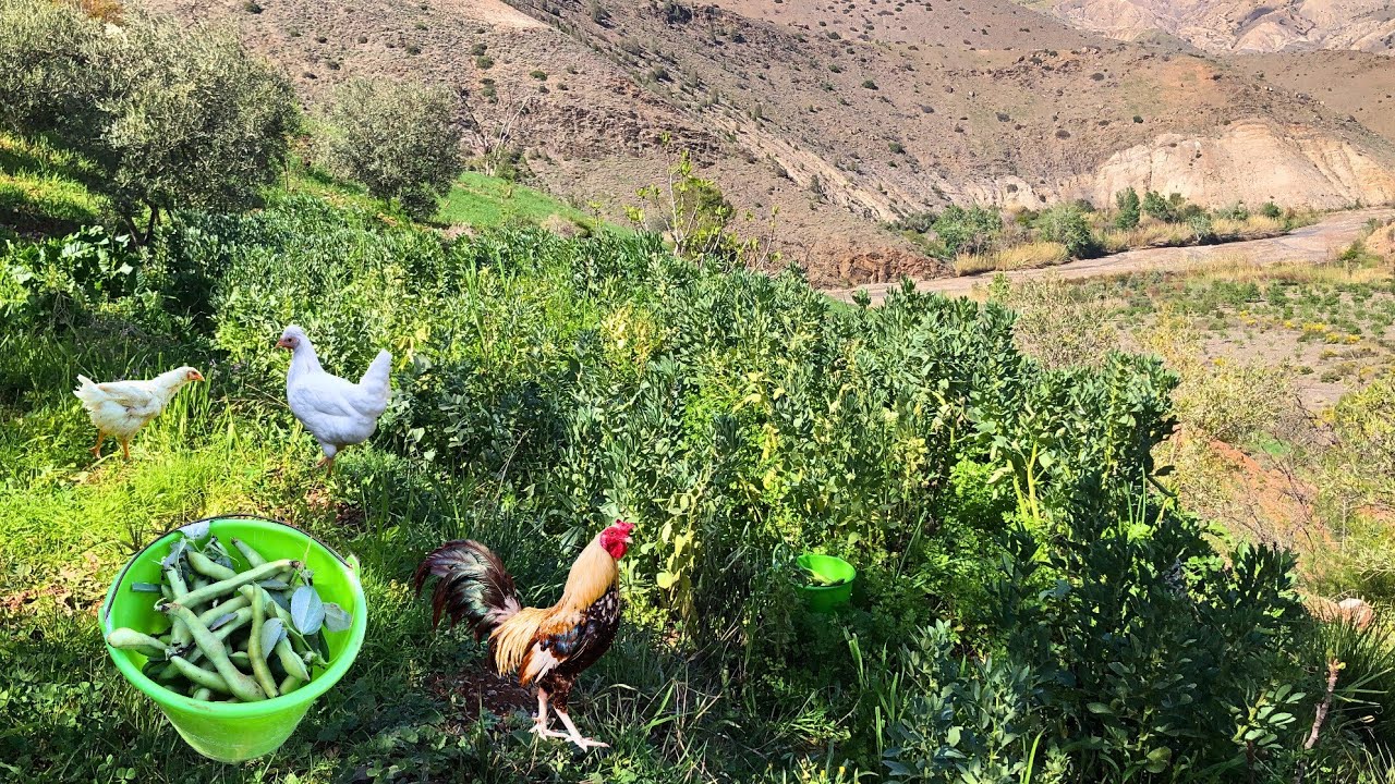 الحياة القرية في مزرعة هادئة وجني الفول البلدي وتربية دجاج والأغنام من عدات وتقاليد أجدادنا... 