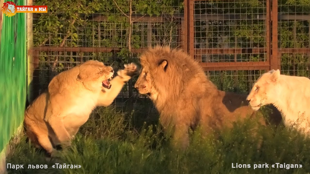 Львица расписалась у Гека на морде. Тайган. Lions life in Taigan.