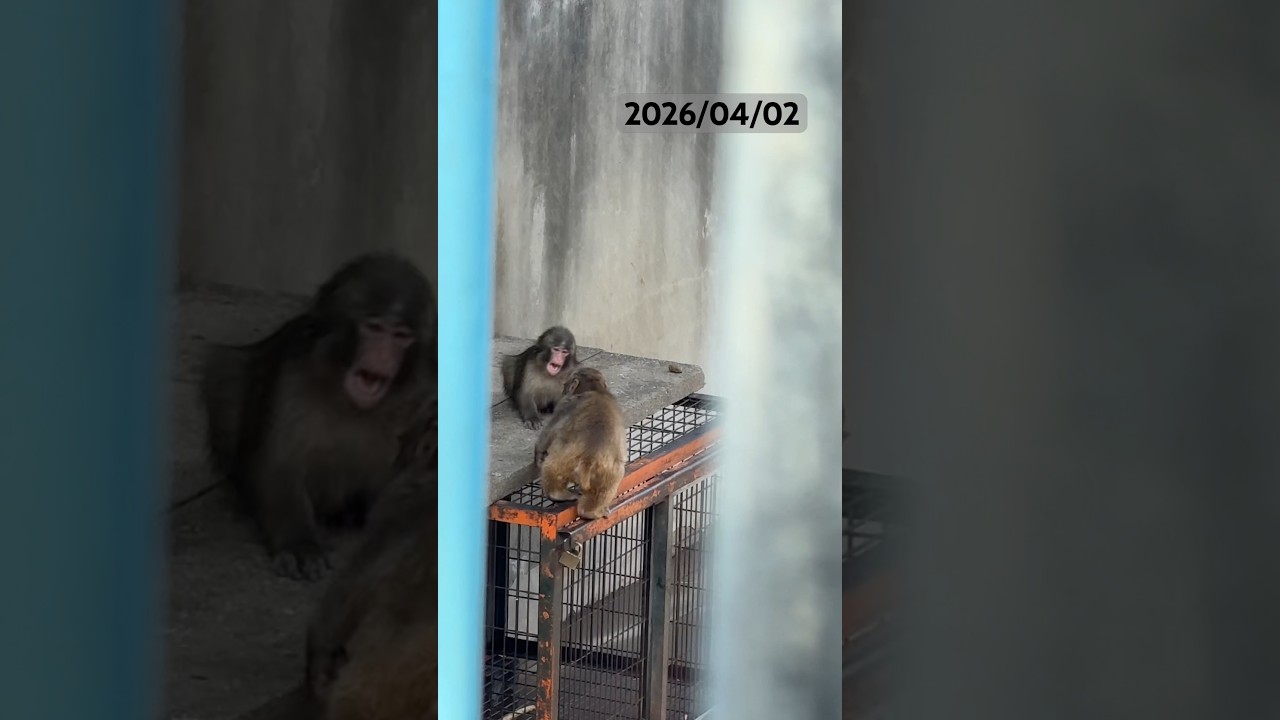 💩ウンチしたり、おともだちと遊んだり忙しい😅👍🏻 #がんばれパンチ #市川市動植物園 #punch