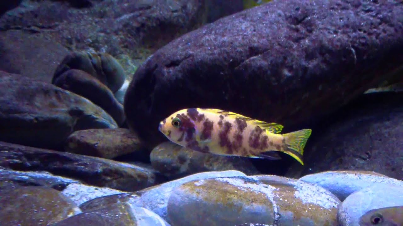 Malawi mbuna tank 1200 lts - after 6 months