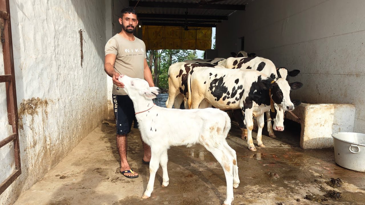 12 Heifers and Cows for Sold out, ਸਾਰੇ ਪਸ਼ੂ ਵਿਕ ਗਏ