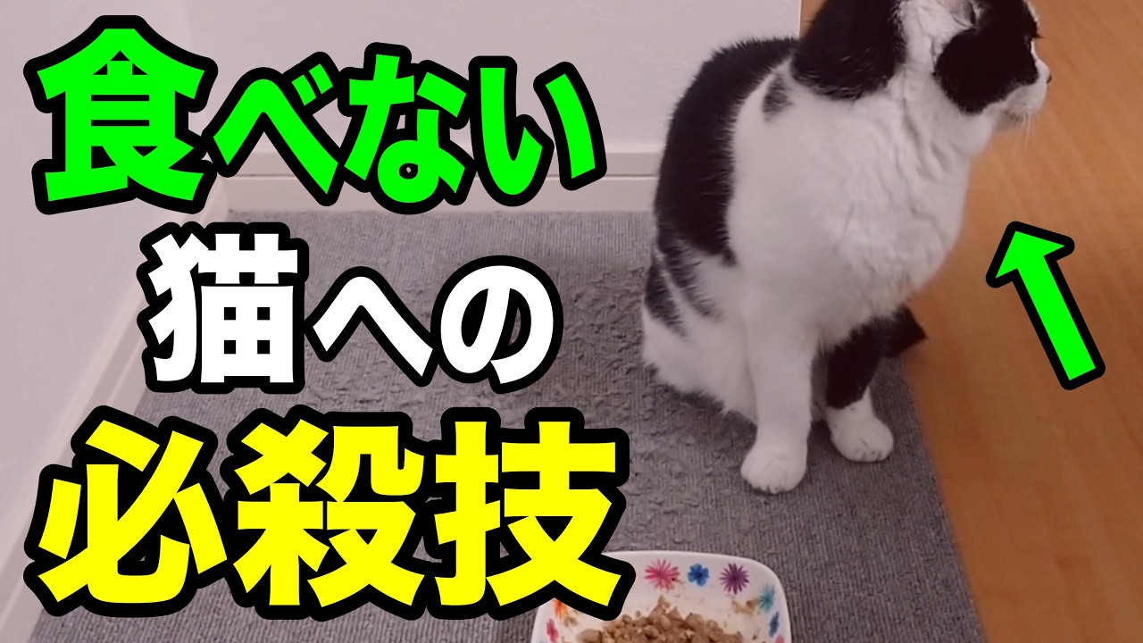 猫の食欲を復活させる小手先の技を獣医師が解説します【食べない猫への必殺技】