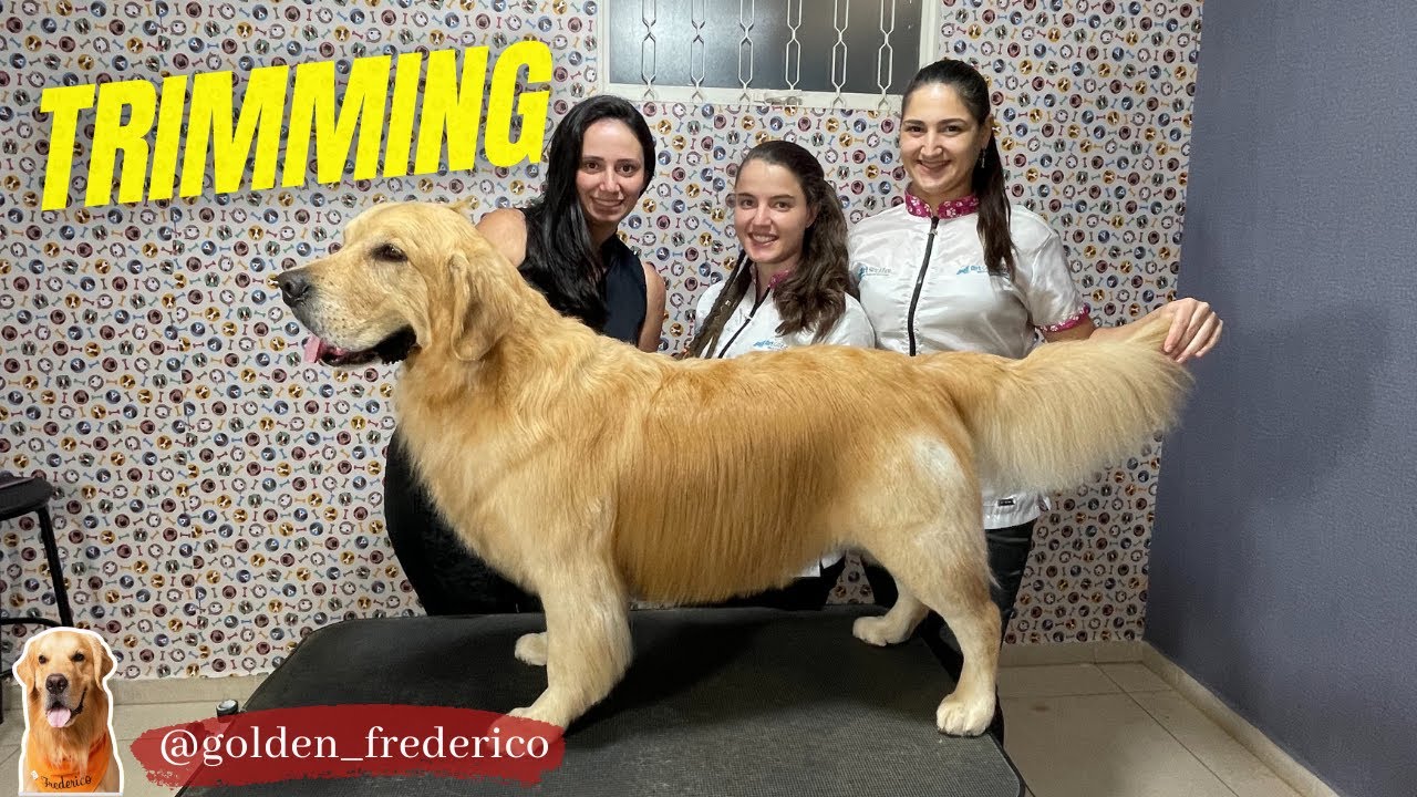Trimming em Golden Retriever