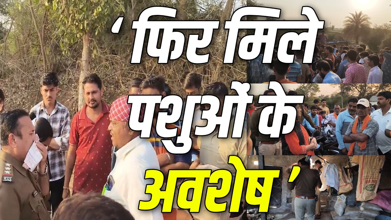 फिर मिले पशुओं के अवशेष - पुलिस ने किया जप्त !! #cblive 