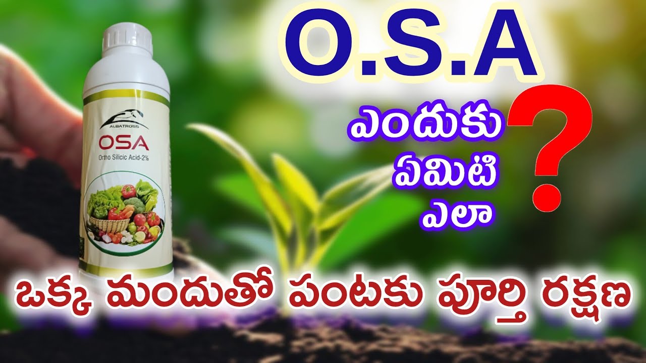 OSA ఒక్క మందుతో పంటలకు పూర్తి రక్షణ #farming #agriculture #farmer @Teluguyuvaraithu