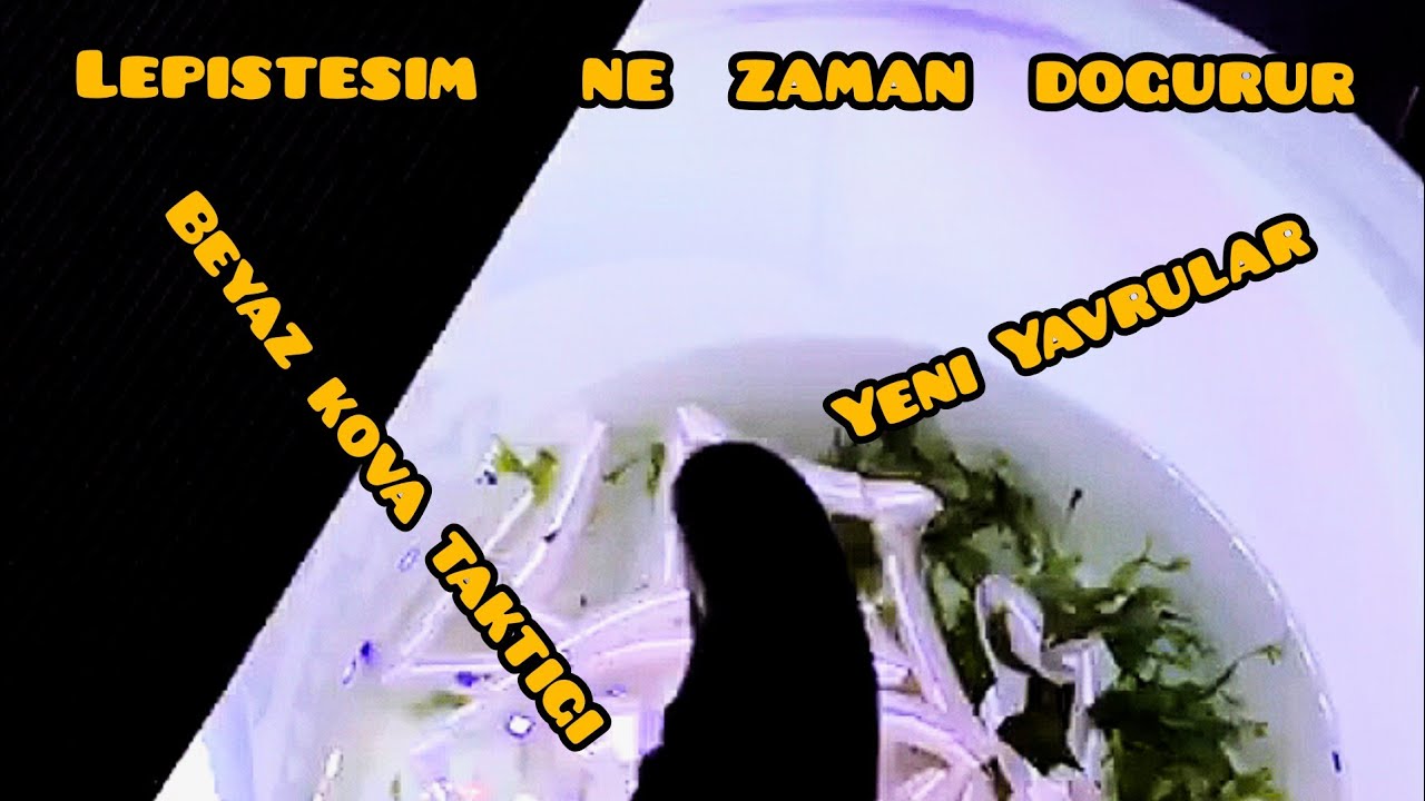 HAMILE LEPISTES 'NE ZAMAN DOGURUR 2020 (BEYAZ KOVA TAKTİĞİ)!