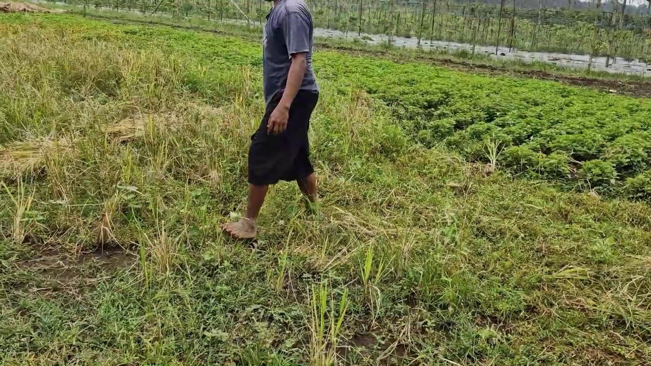 EPIC SICKLE MOVES THAT MAKE WEEDING LOOK EASY! - Agriculture Gardening