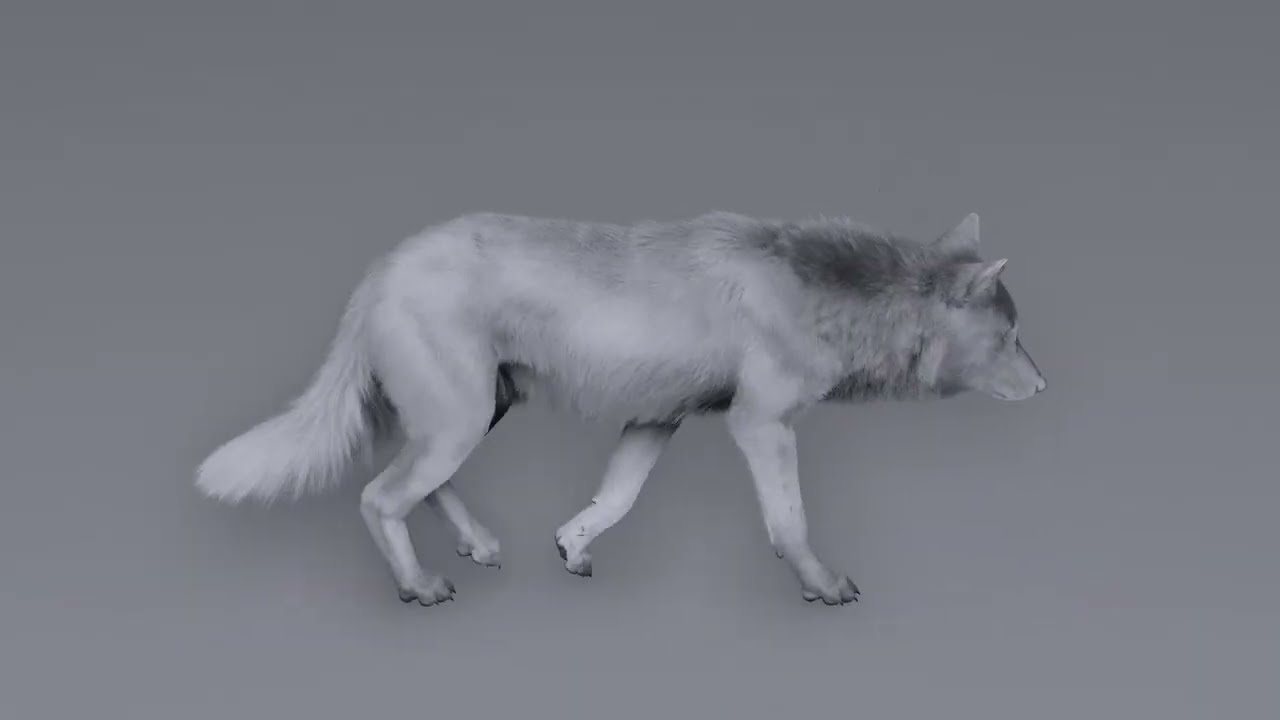Wolf 3d Model with Rigged and Animations #blender3d #blender #3danimation #3dart #wolf #vfx