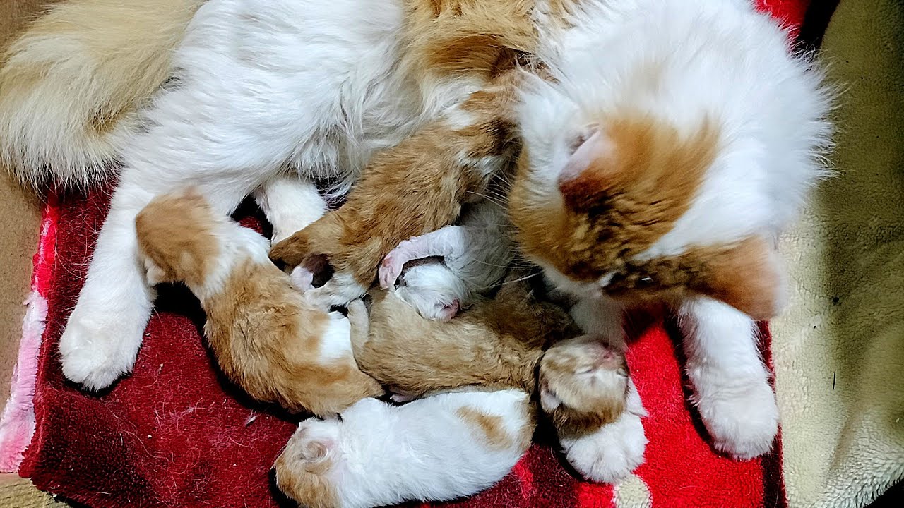 mother Cat protect and clean her newborn kittens