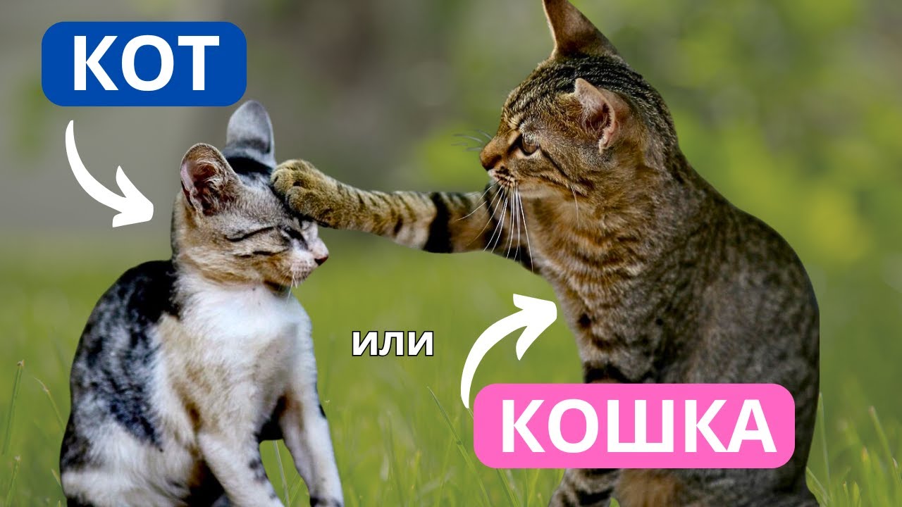 Кто ЛУЧШЕ - КОТ или КОШКА? Ответ вас удивит