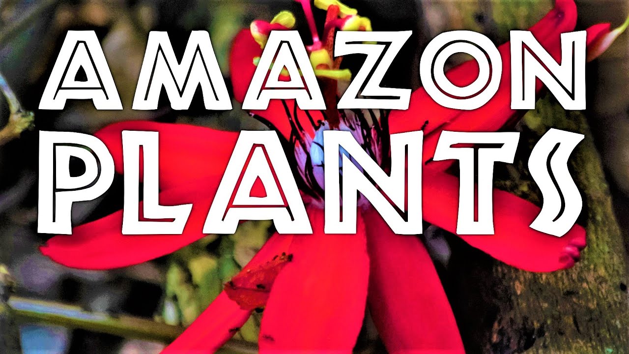 Botany and Plant Ecology of the Amazon Rainforest