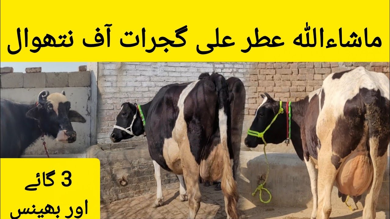 ماشاءاللہ عطر علی گجرات کی 3 خوبصورت سجر گائے اور بھینس برائےفروخت 15 فروری 2026 HajiArfazChannel