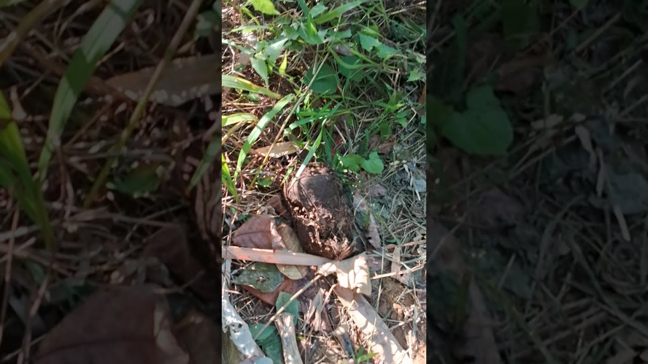 जंगल के अंदर काम करने गया था वहां पर हाथी आया था//#village ##vlog #local #Jangal #हाथी. 