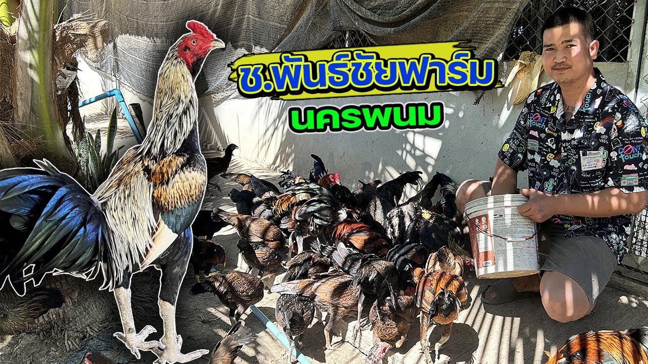 การดูแลไก่รุ่นในฟาร์ม ให้อ้วนสมบูรณ์ ช.พันธ์ชัยฟาร์ม