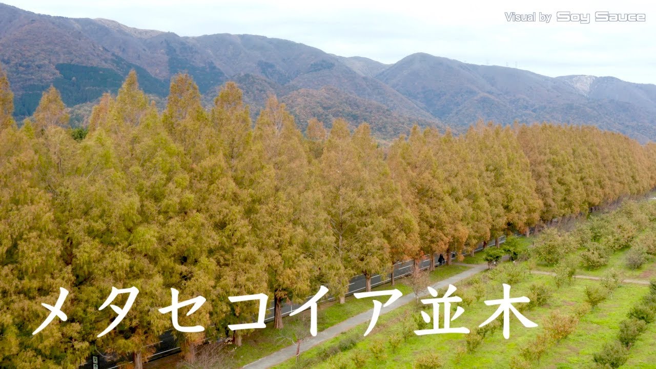 滋賀県高島市マキノ町 メタセコイア並木 紅葉　ドローン 空撮 Drone 4K UHD Mavic2Pro