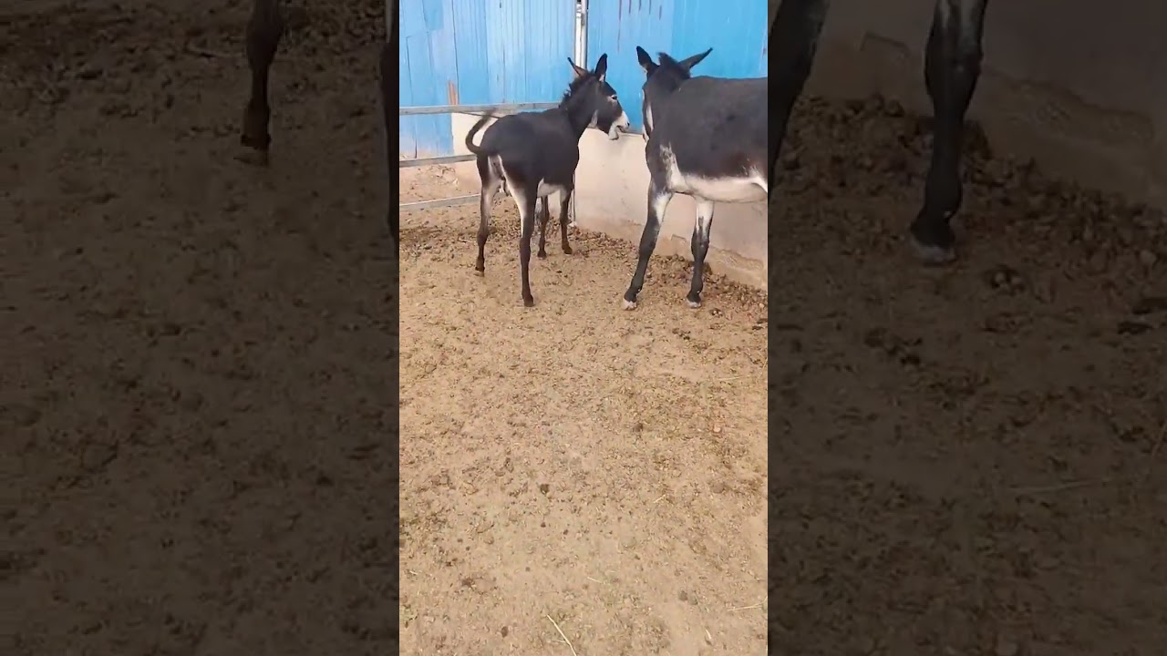 Funniest Donkey Ever Donkey Training the fun way 2399