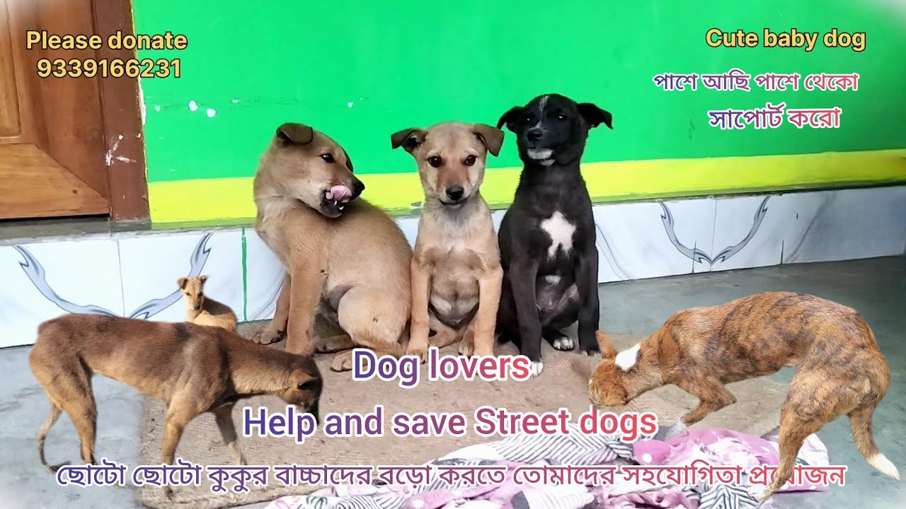 ছোটো ছোটো কুকুর বাচ্চাদের বড়ো করতে তোমাদের সহযোগিতা প্রয়োজন #dogs #anmals #pets #petowner#straydog