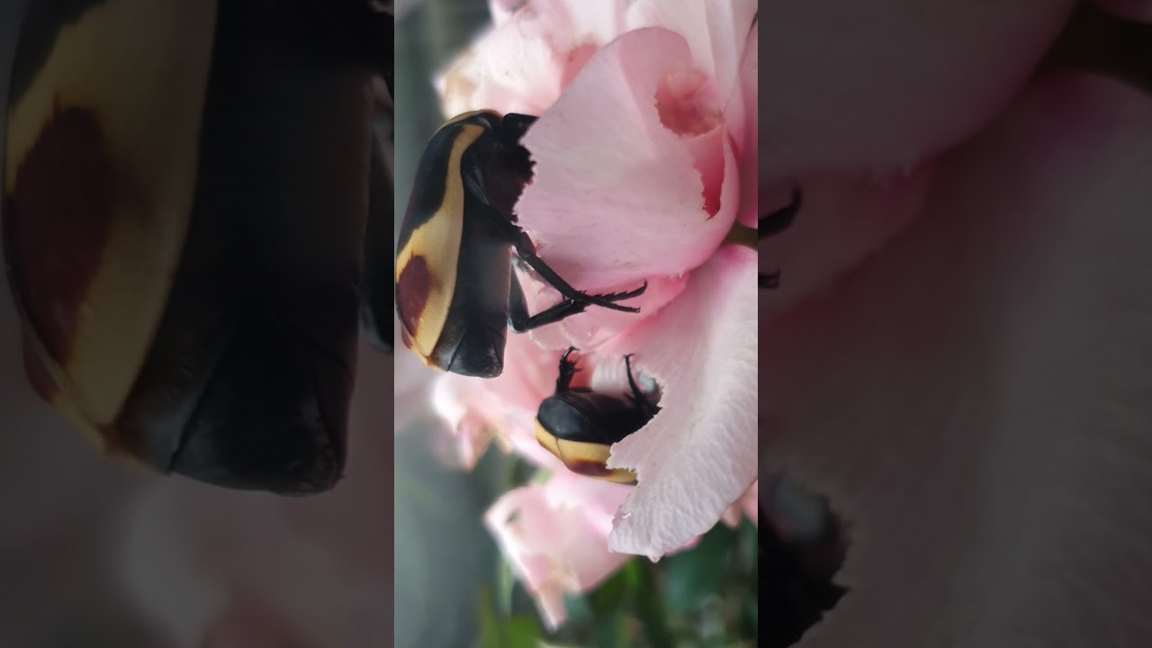 Pachnoda Marginata Beetle Eats And Jumps Around On Rose Flower