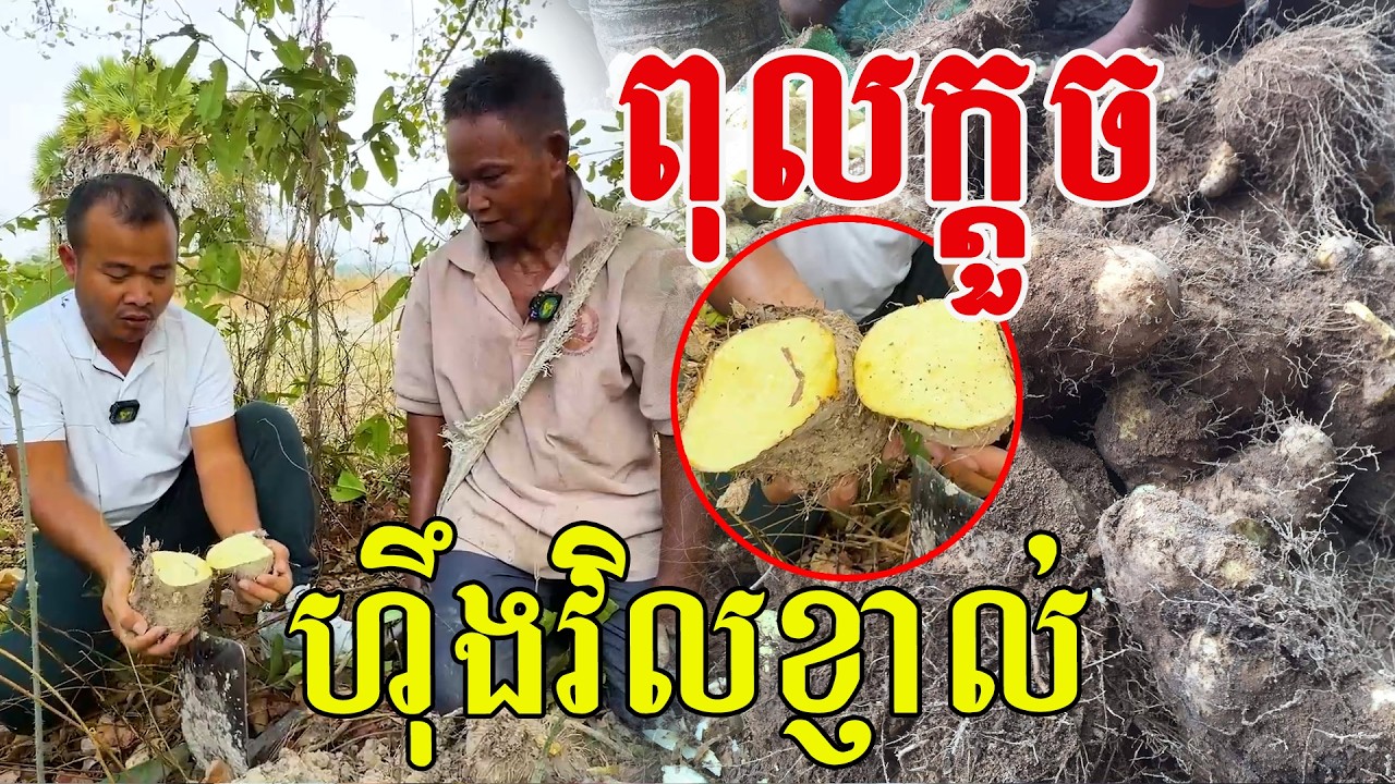 នេះជួបហើយ មើមនៅលើគោក ដូចចាស់ៗថាមែន