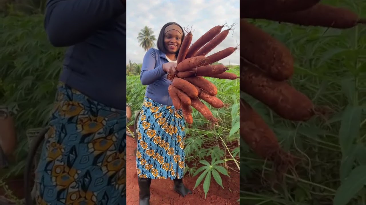 On my way to the farm to get  some cassava to make my Enugu abacha