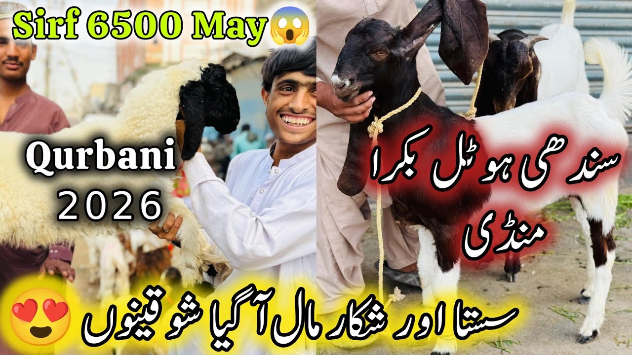 Sindhi Hotel Bakra Mandi Karachi Latest Rates Update | 13 March 2026 | Bakra Mandi Karachi. 
