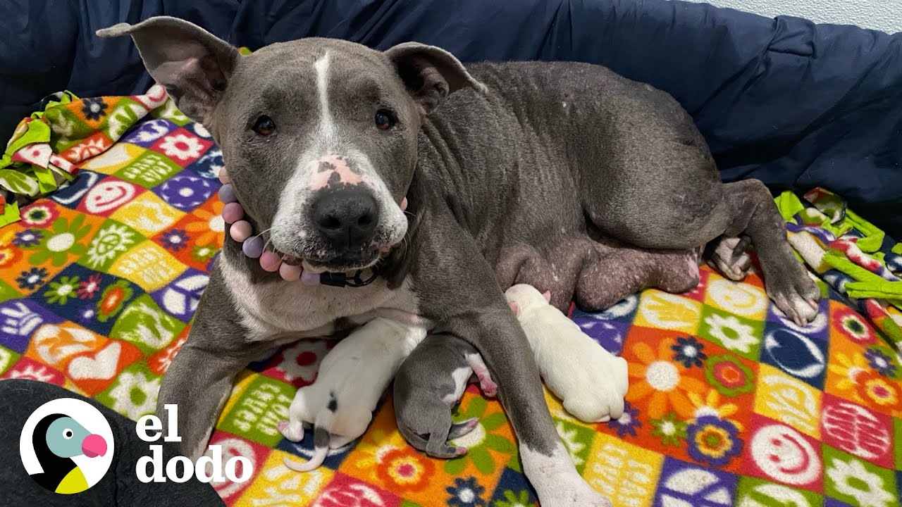 Perrita mayor da a luz en la mano de su mamá de paso | Puro Pitbull | El Dodo