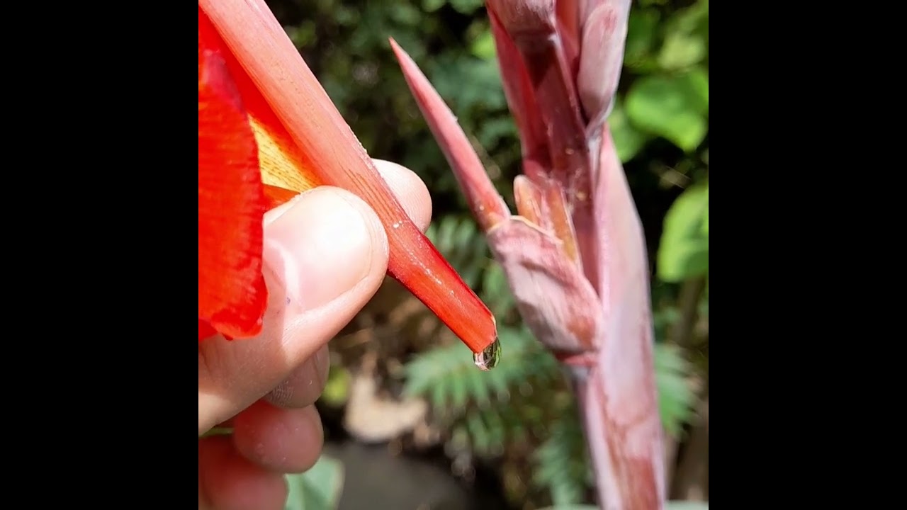 Canna indica,commonly known as indian shot|perennial, beautiful garden flower