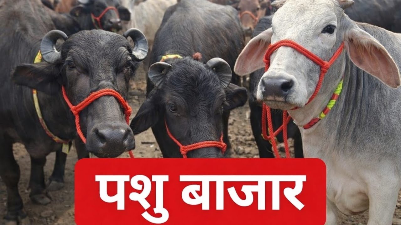 पारसी पशु बाजार  मेरठ-शामली हाईवे (उत्तर प्रदेश) बुधवार 04/02/2016 | साप्ताहिक पशु बाजार /dairy farm