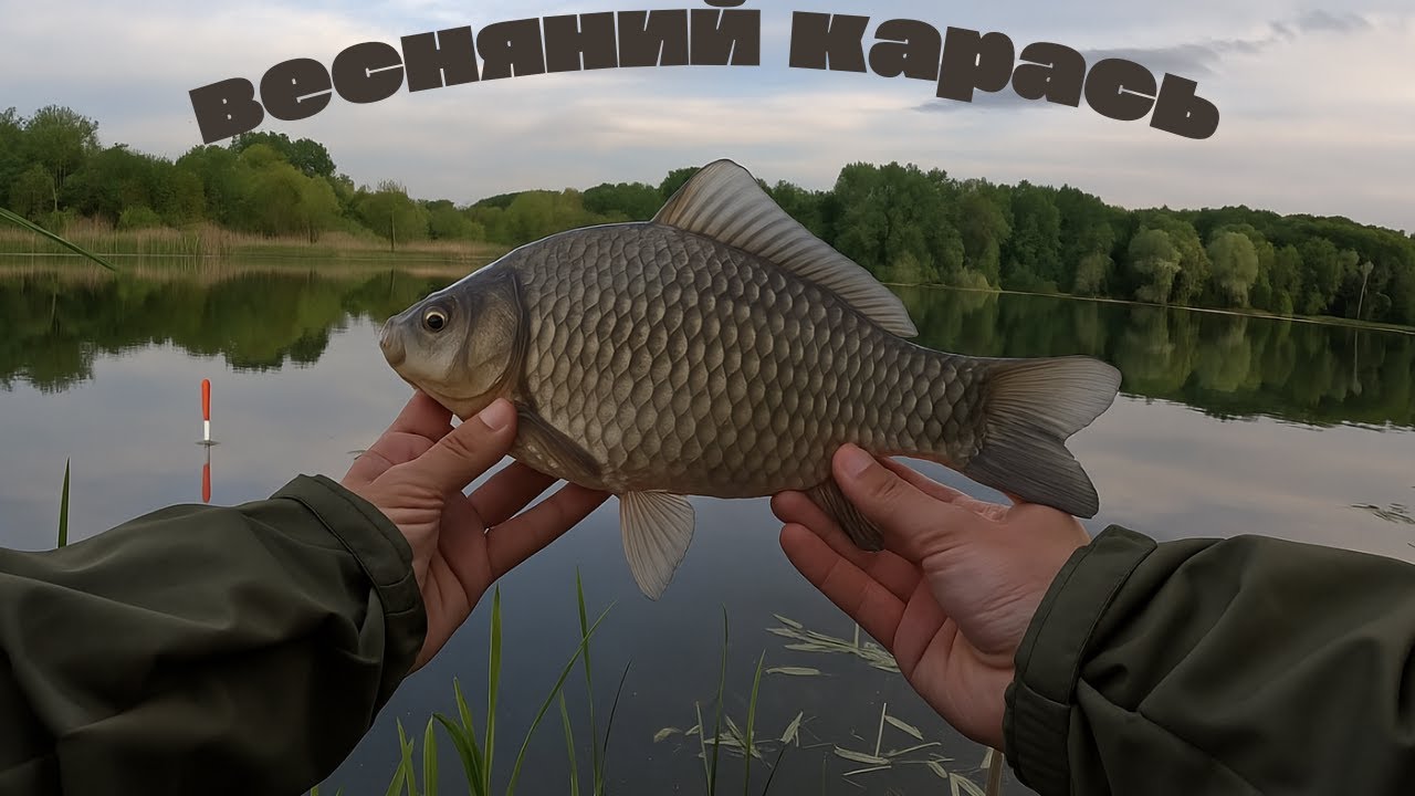 Кілограмовий карась на поплавець весною.Рибалка в Польщі