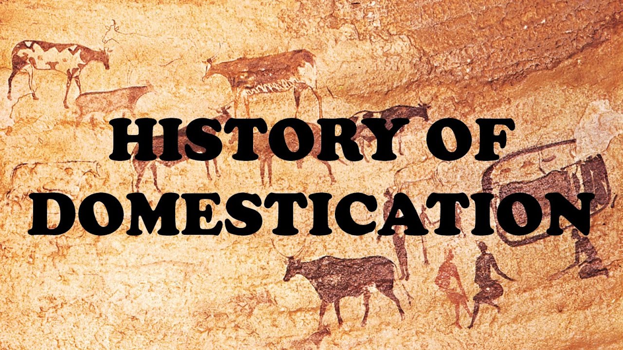История одомашнивания