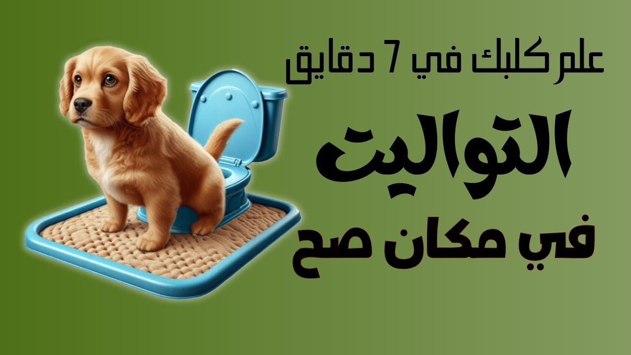 تدريب الكلب علي الحمام في مكان معين .