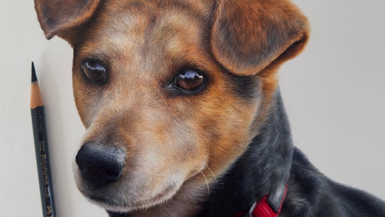 How to draw a realistic dog in coloured pencil