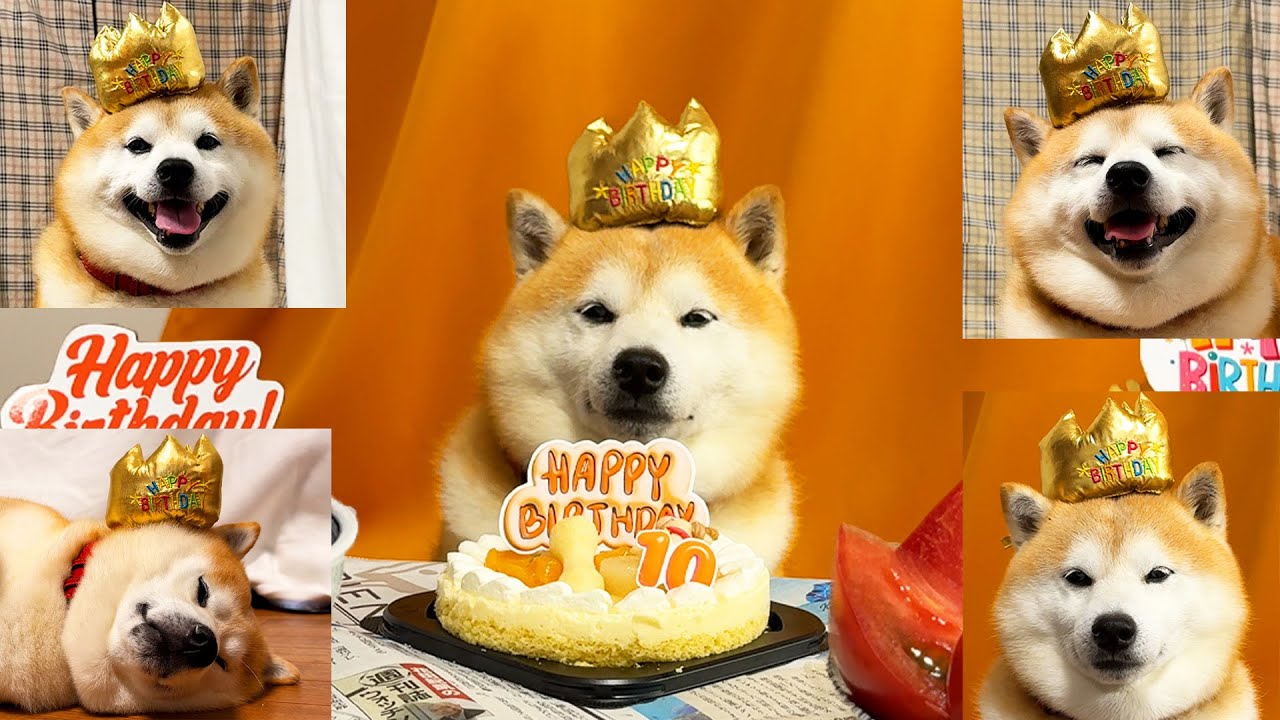 [10th Birthday Celebration] Shibe ends up enjoying the birthday party more than anyone else!!