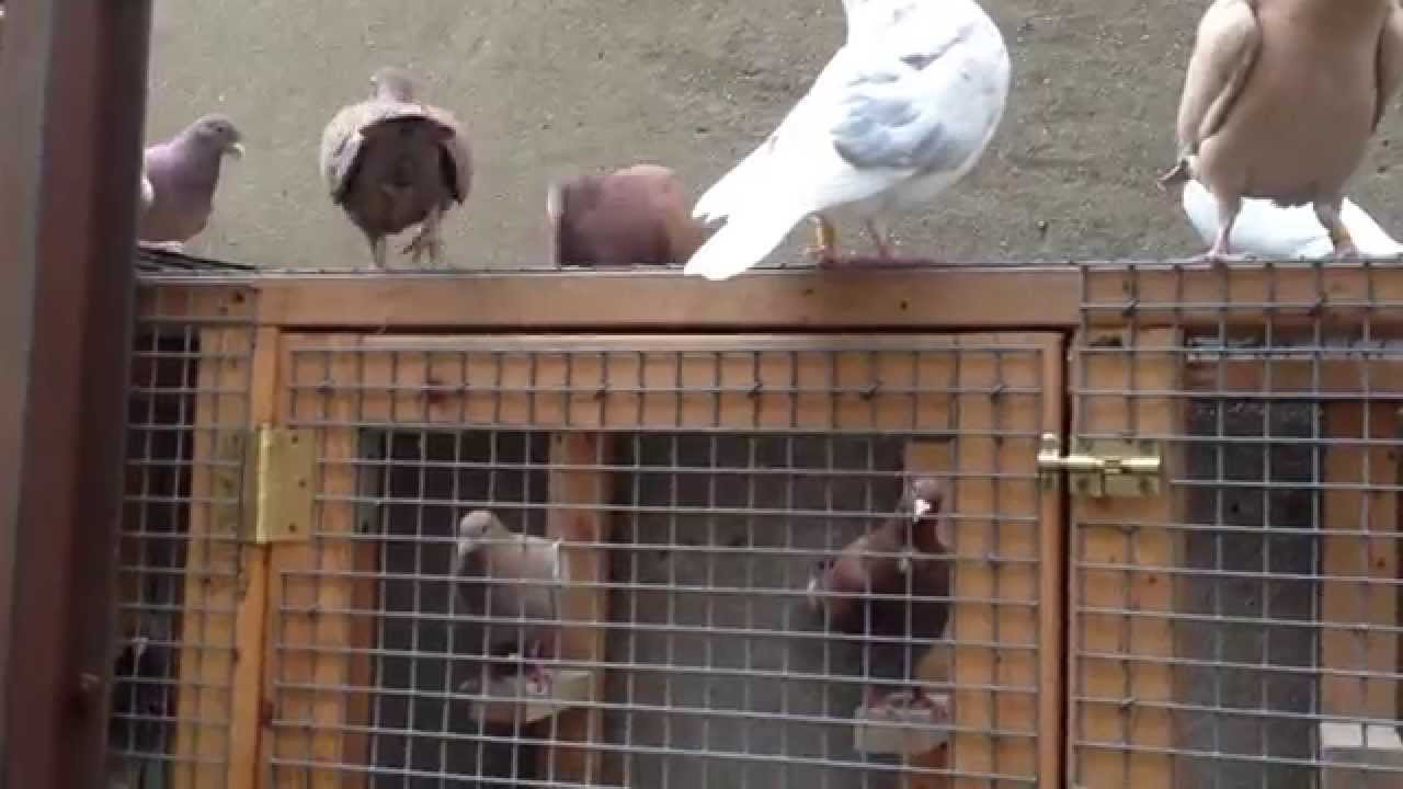 Brooklyn  Pigeon Loft Flying The Birds